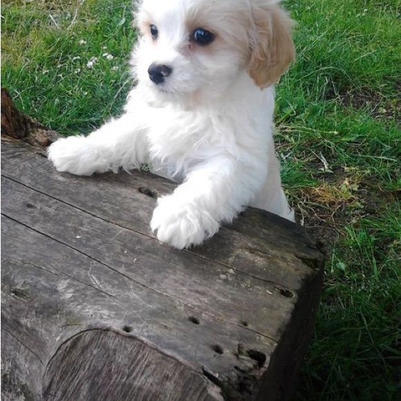 Merkury, click & track, tracking device. - Picture 4 of 4